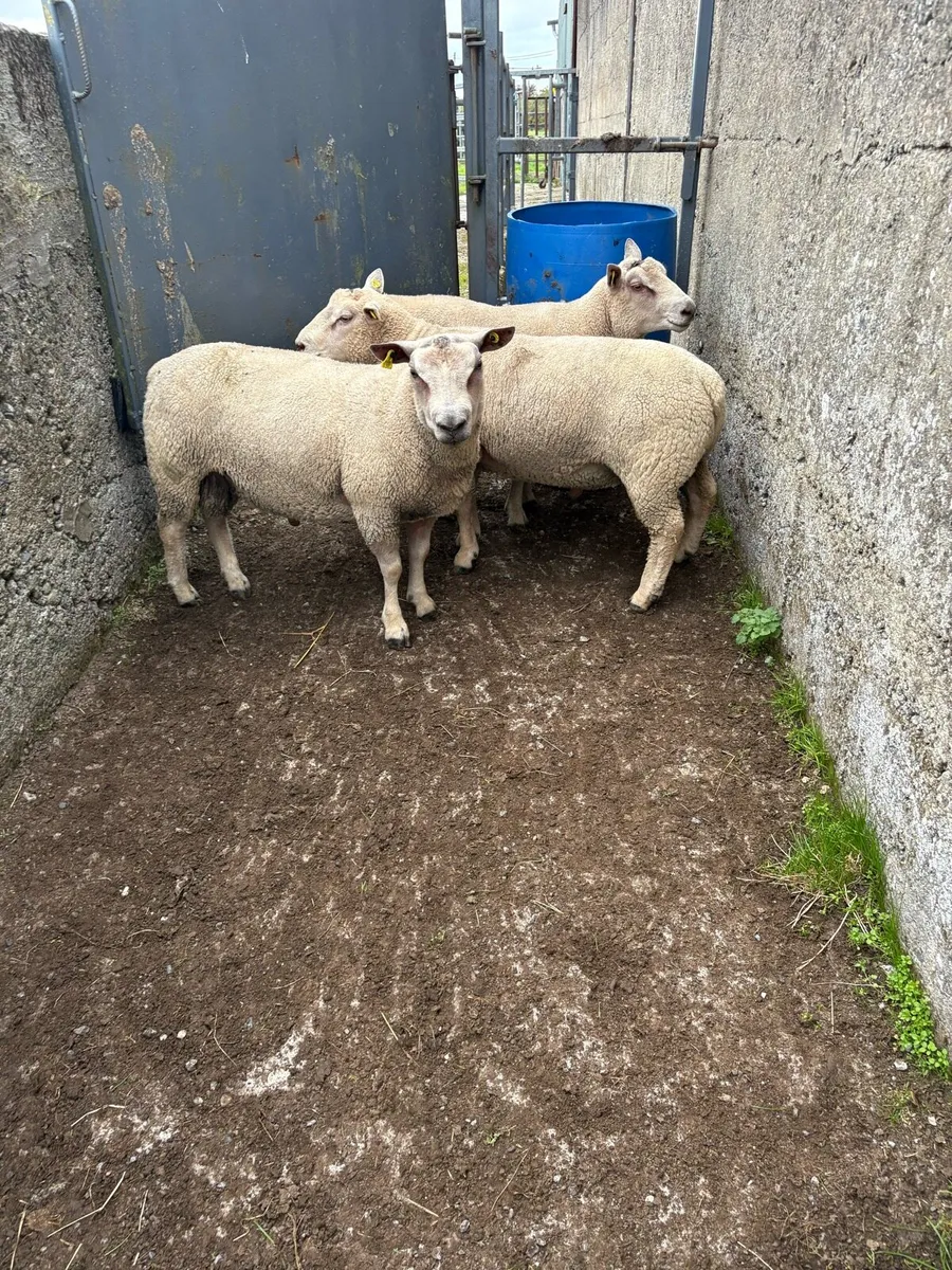 Charollais Hogget Rams - Image 1