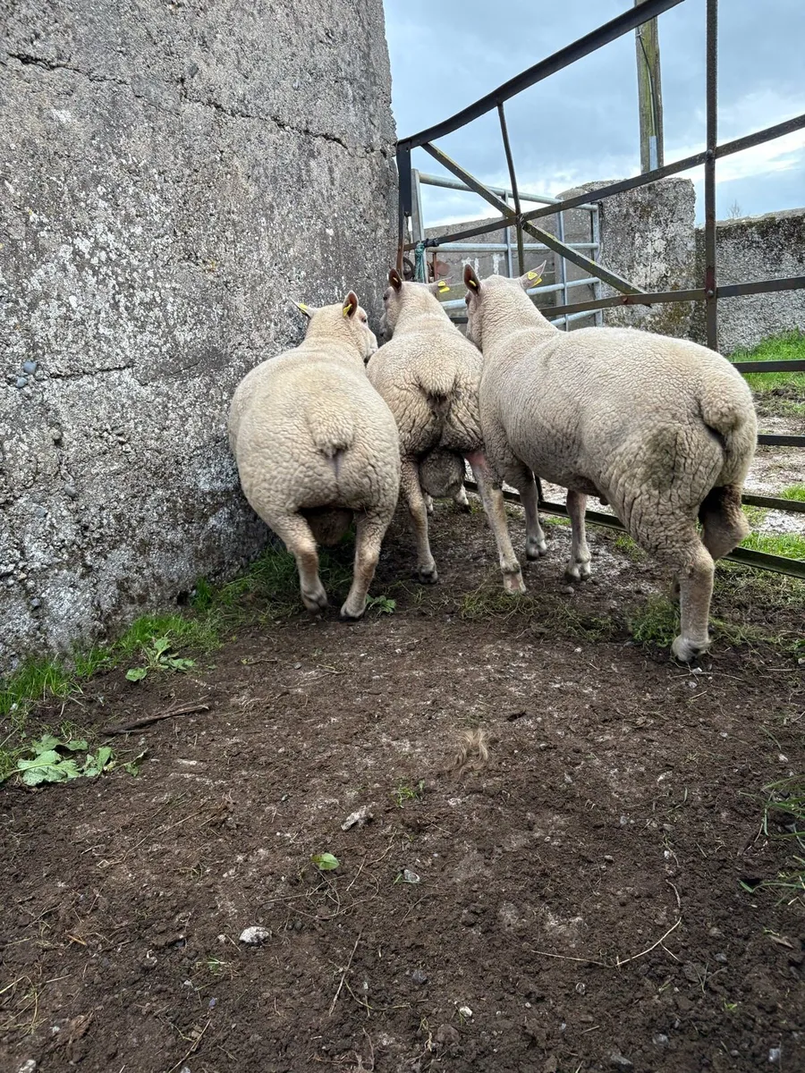 Charollais Hogget Rams - Image 2