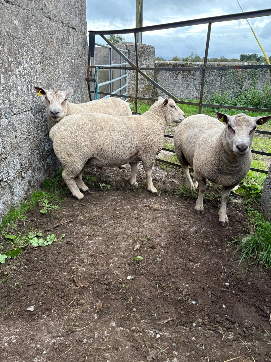 Charollais Hogget Rams - Image 3