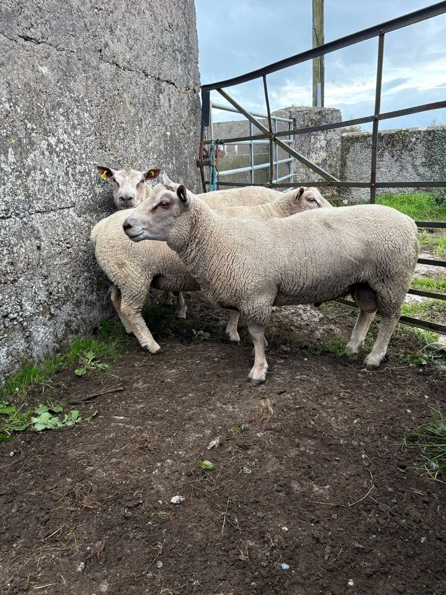 Charollais Hogget Rams - Image 4