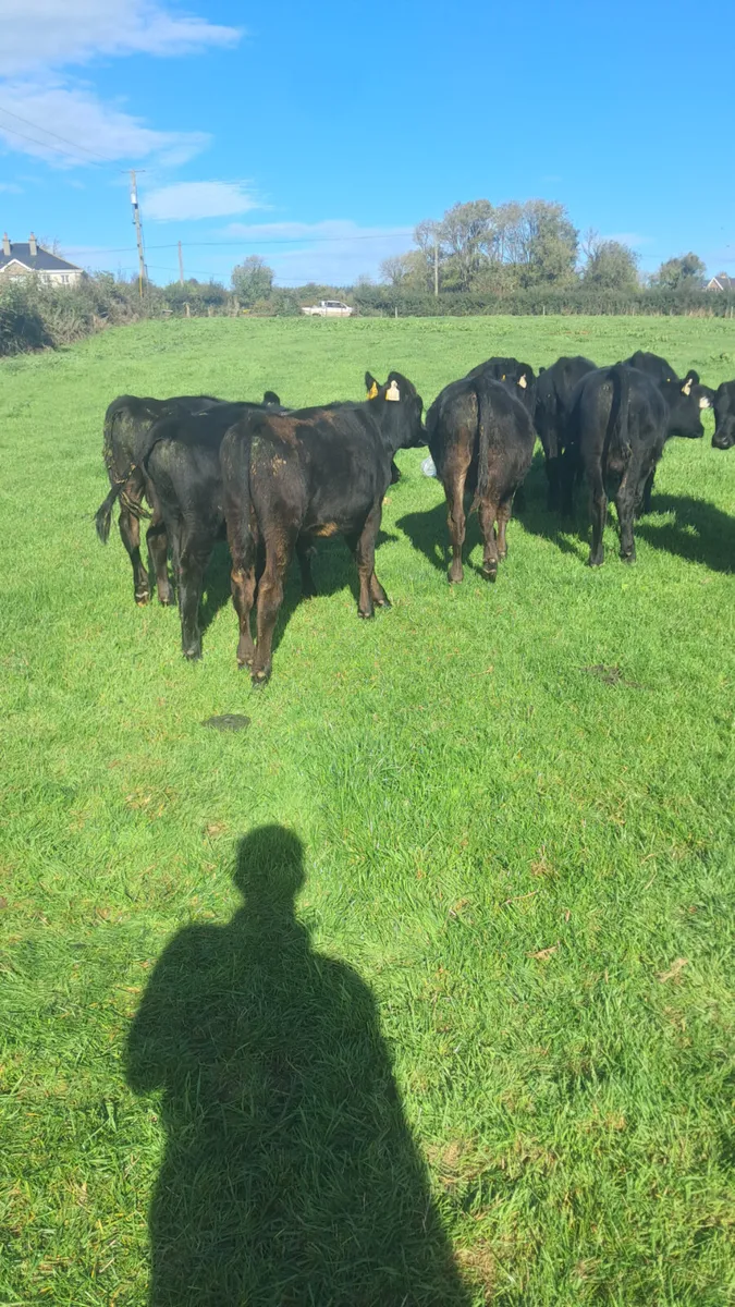 Angus weanling bulls - Image 4