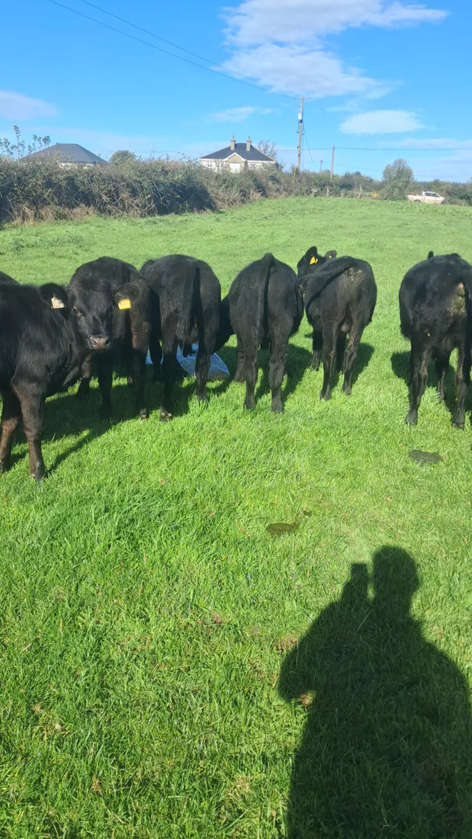 Angus weanling bulls - Image 1