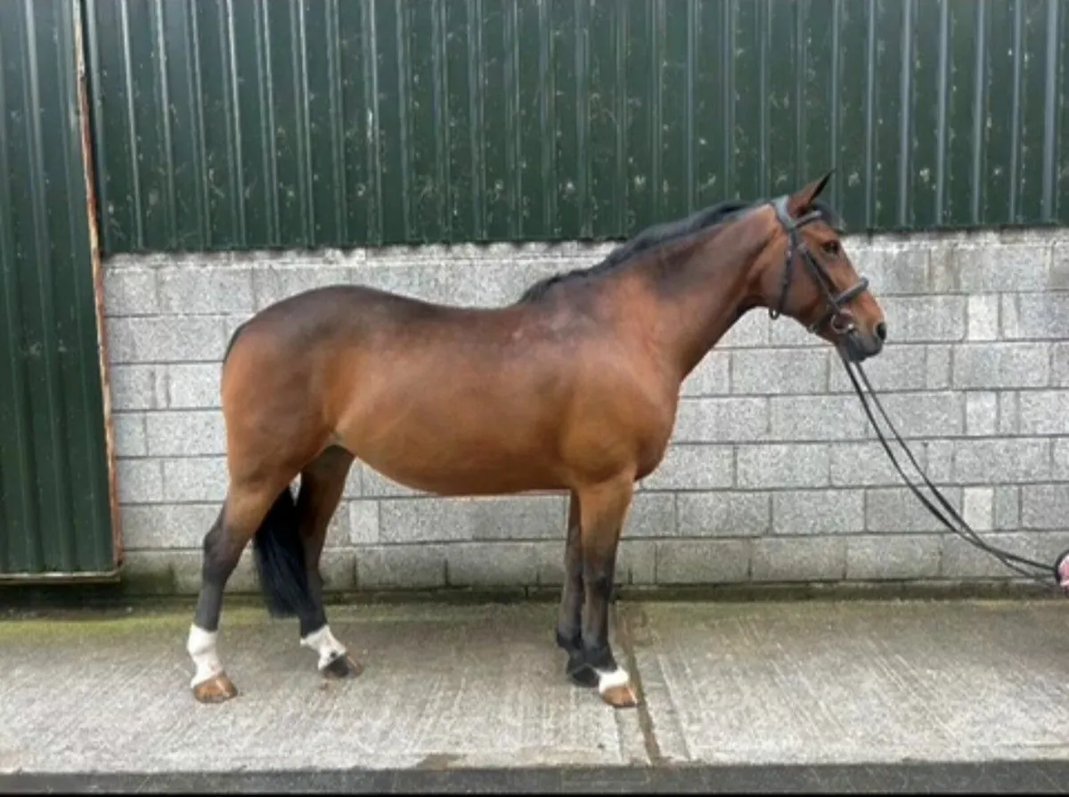 148 Smashing Allrounder Bay Mare - Image 1