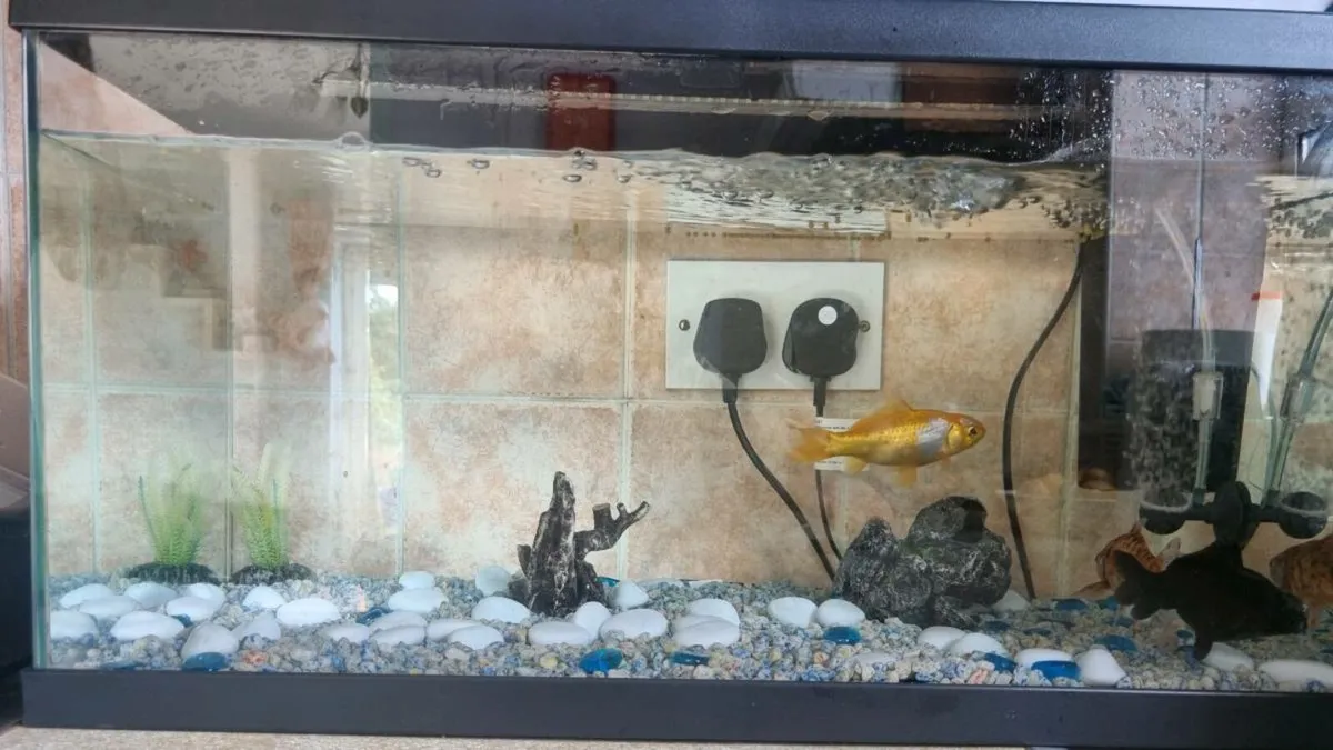 Fish Tank Setup for Sale – 3 Fish + Tank + Filters - Image 1