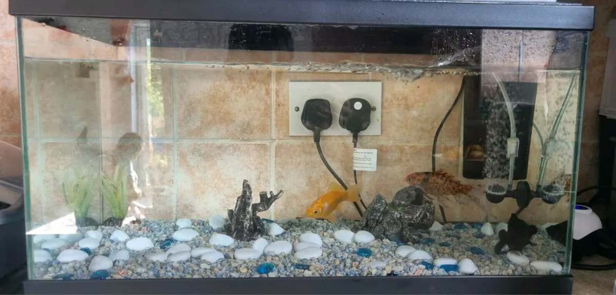 Fish Tank Setup for Sale – 3 Fish + Tank + Filters - Image 2