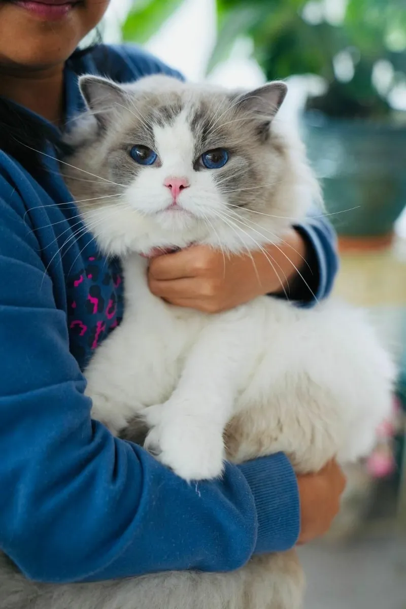 🌸 Champion Line  Female Ragdoll kitten 🌸 - Image 3