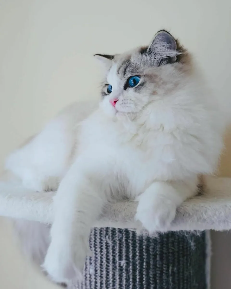 🌸 Champion Line  Female Ragdoll kitten 🌸 - Image 4