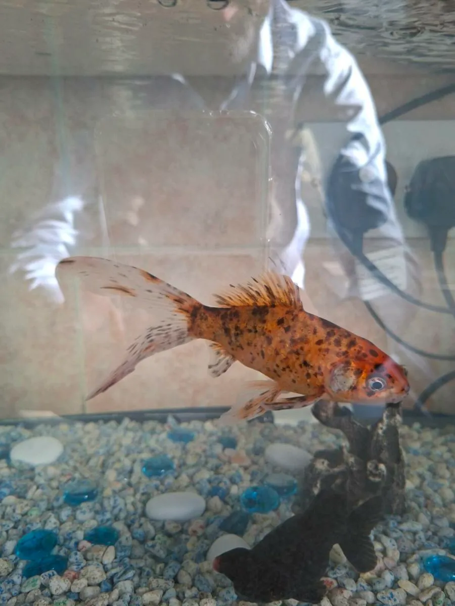 Fish Tank Setup for Sale – 3 Fish + Tank + Filters - Image 4