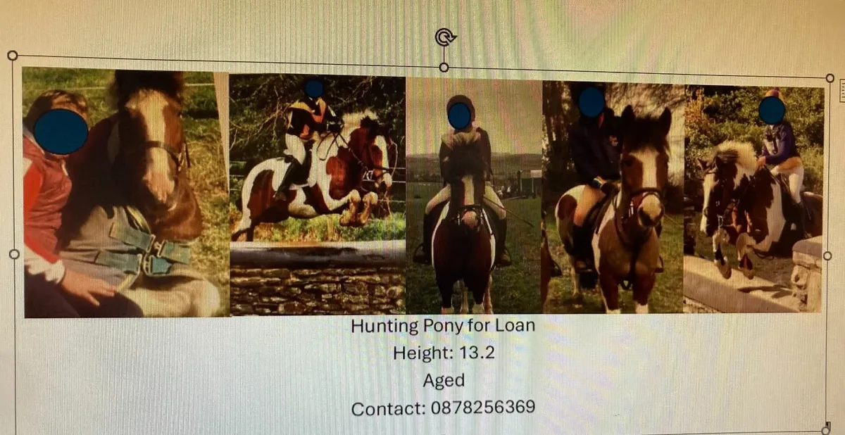 pony