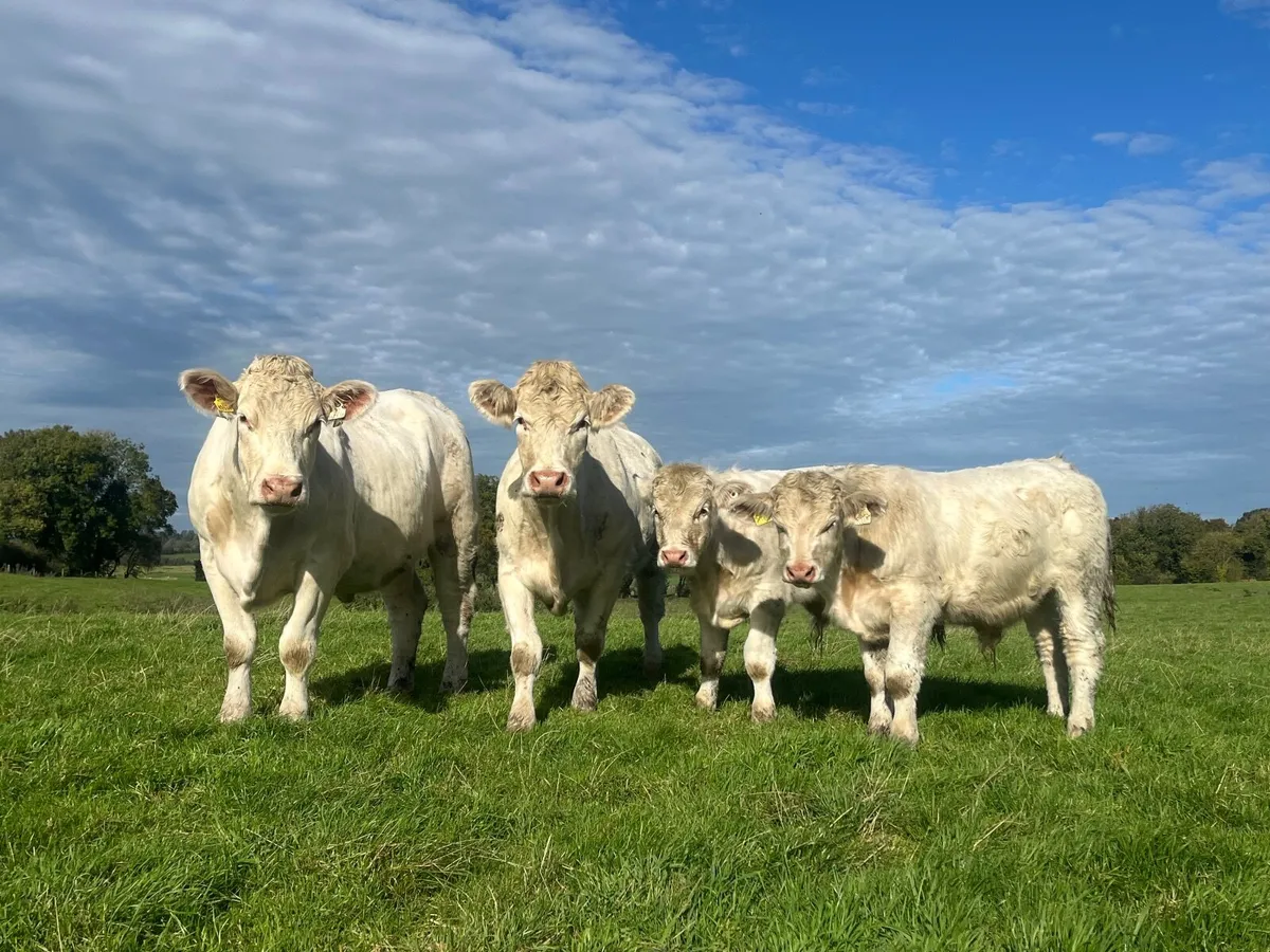 2 Super purebred registered Charlaois outfits - Image 2