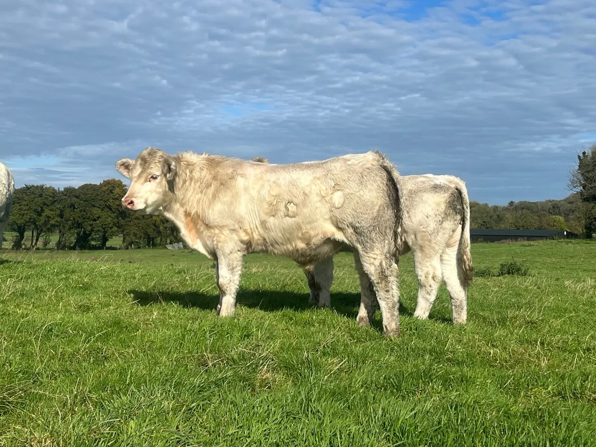 2 Super purebred registered Charlaois outfits - Image 4