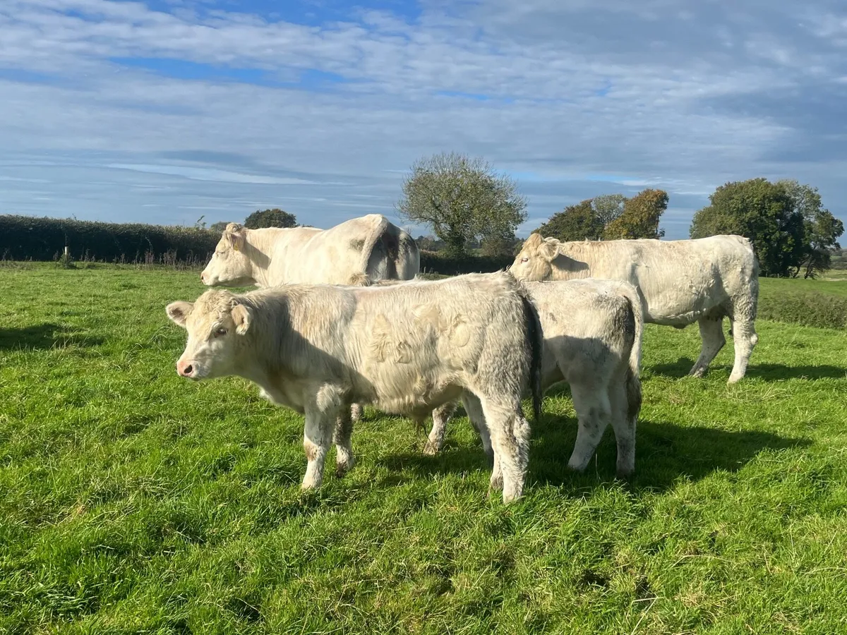 2 Super purebred registered Charlaois outfits - Image 1