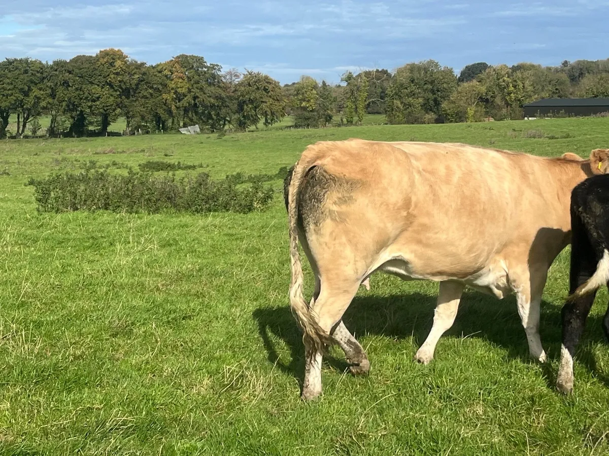 Super Simmental cow with heifer runner at foot - Image 2