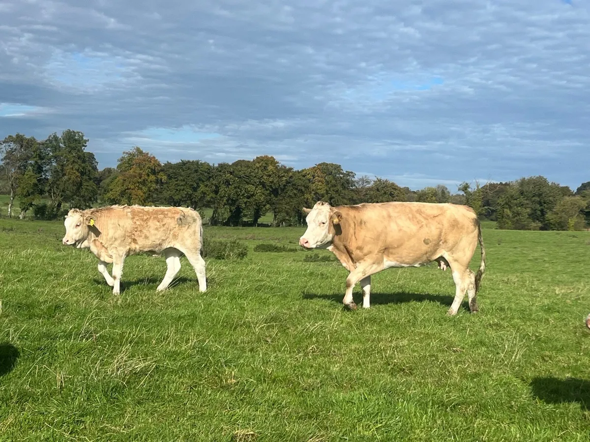 Super Simmental cow with heifer runner at foot - Image 3