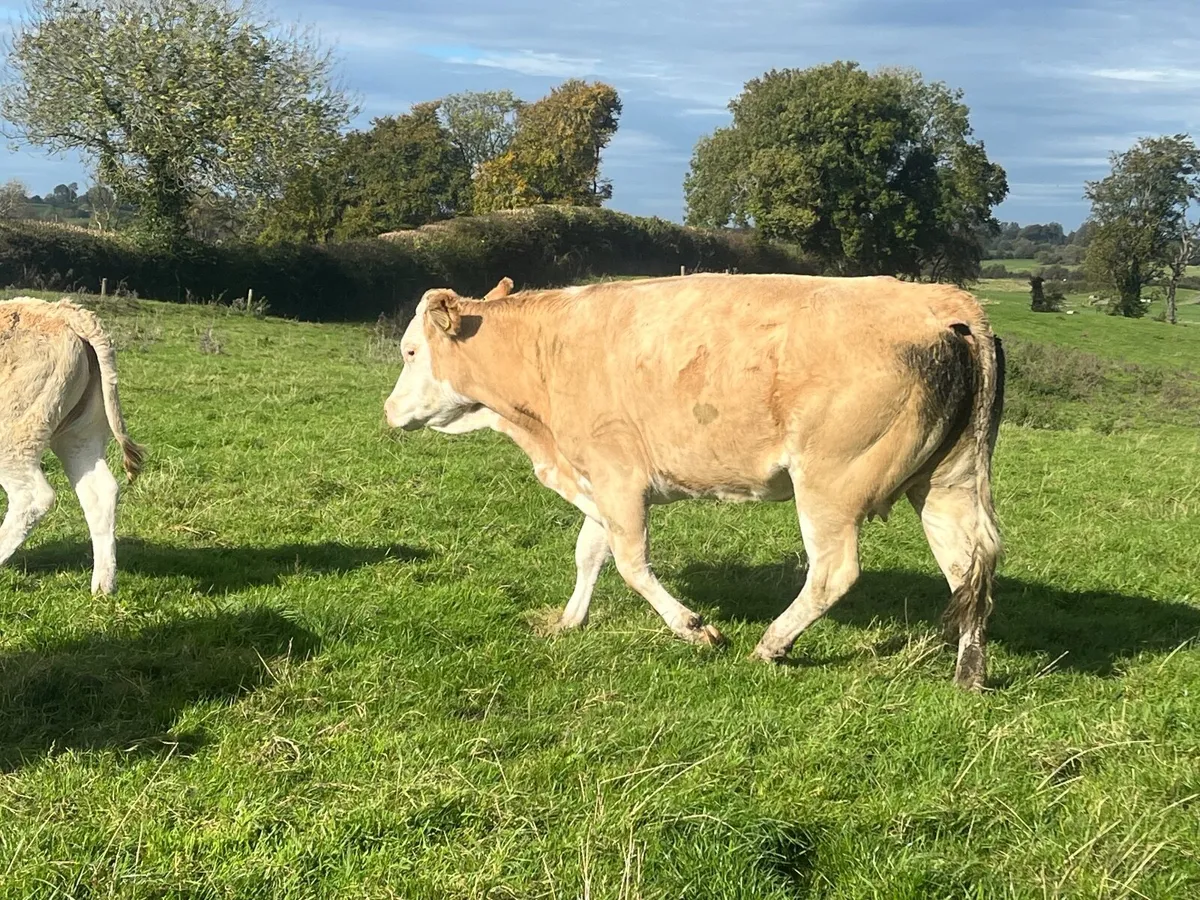 Super Simmental cow with heifer runner at foot - Image 4