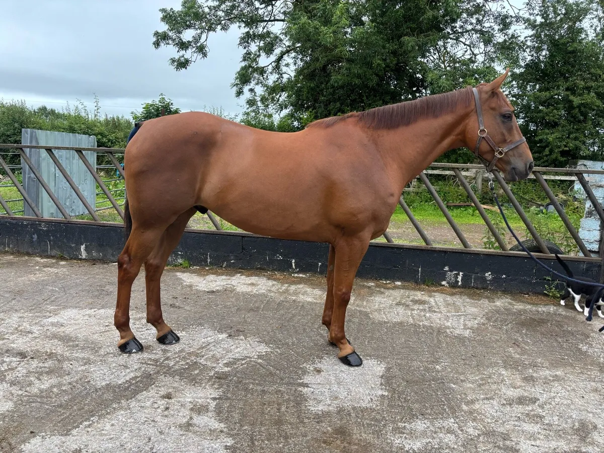 Top Class Small Hunter/Intermediate Show Hunter - Image 2