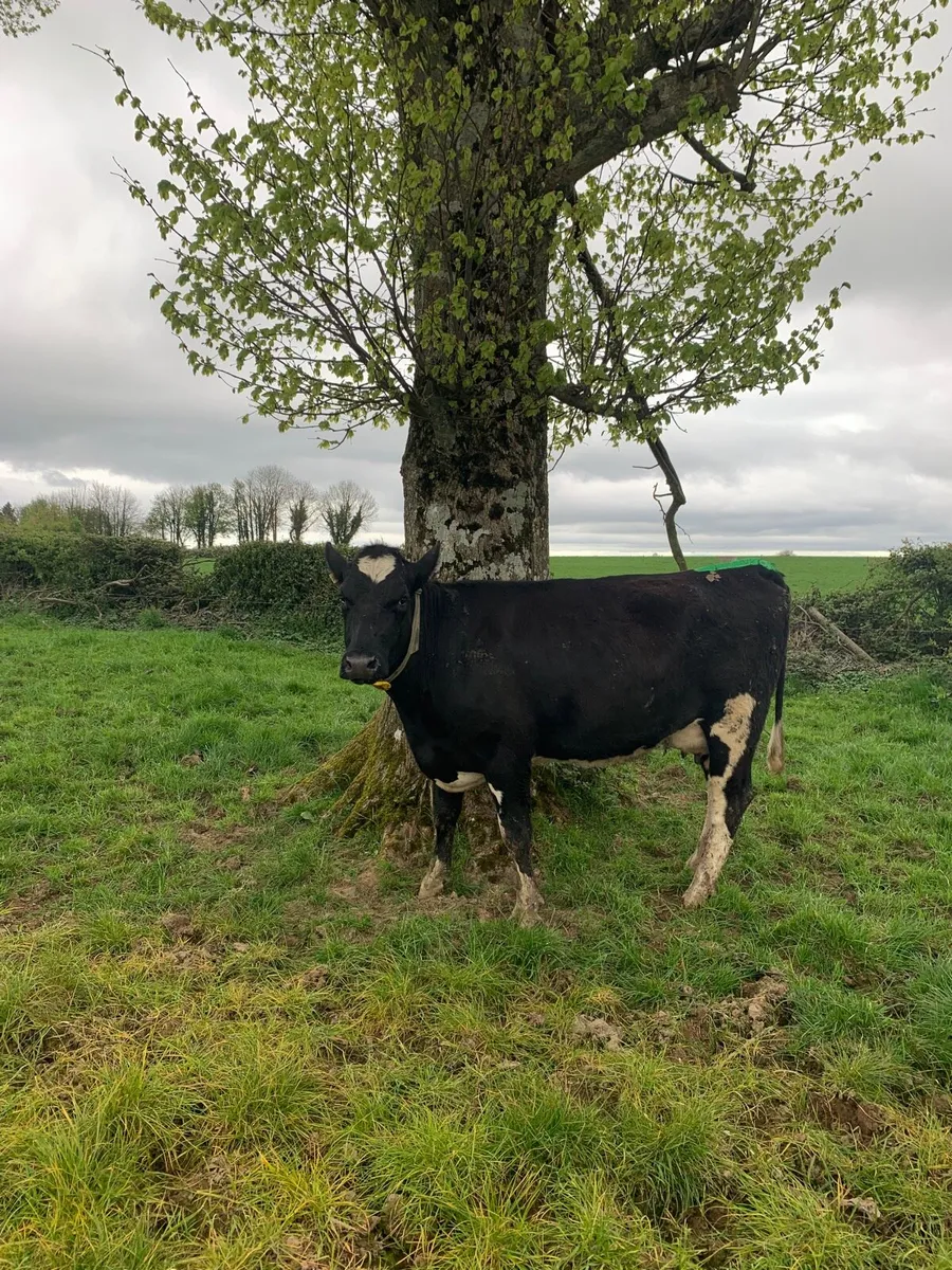Morning milkings CAHIR