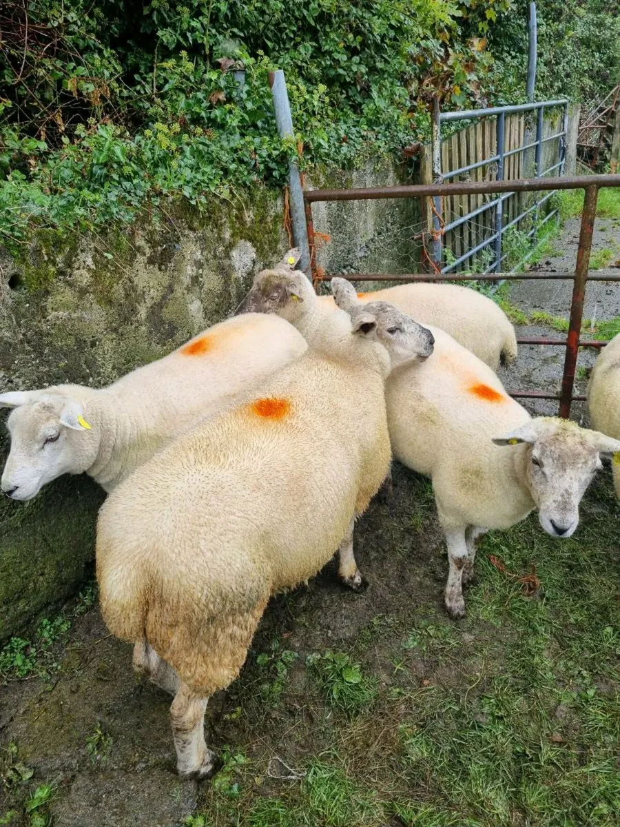 Mix of hoggets - Image 2