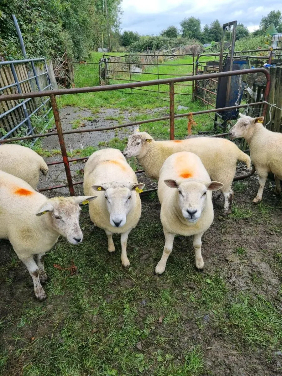 Mix of hoggets - Image 1