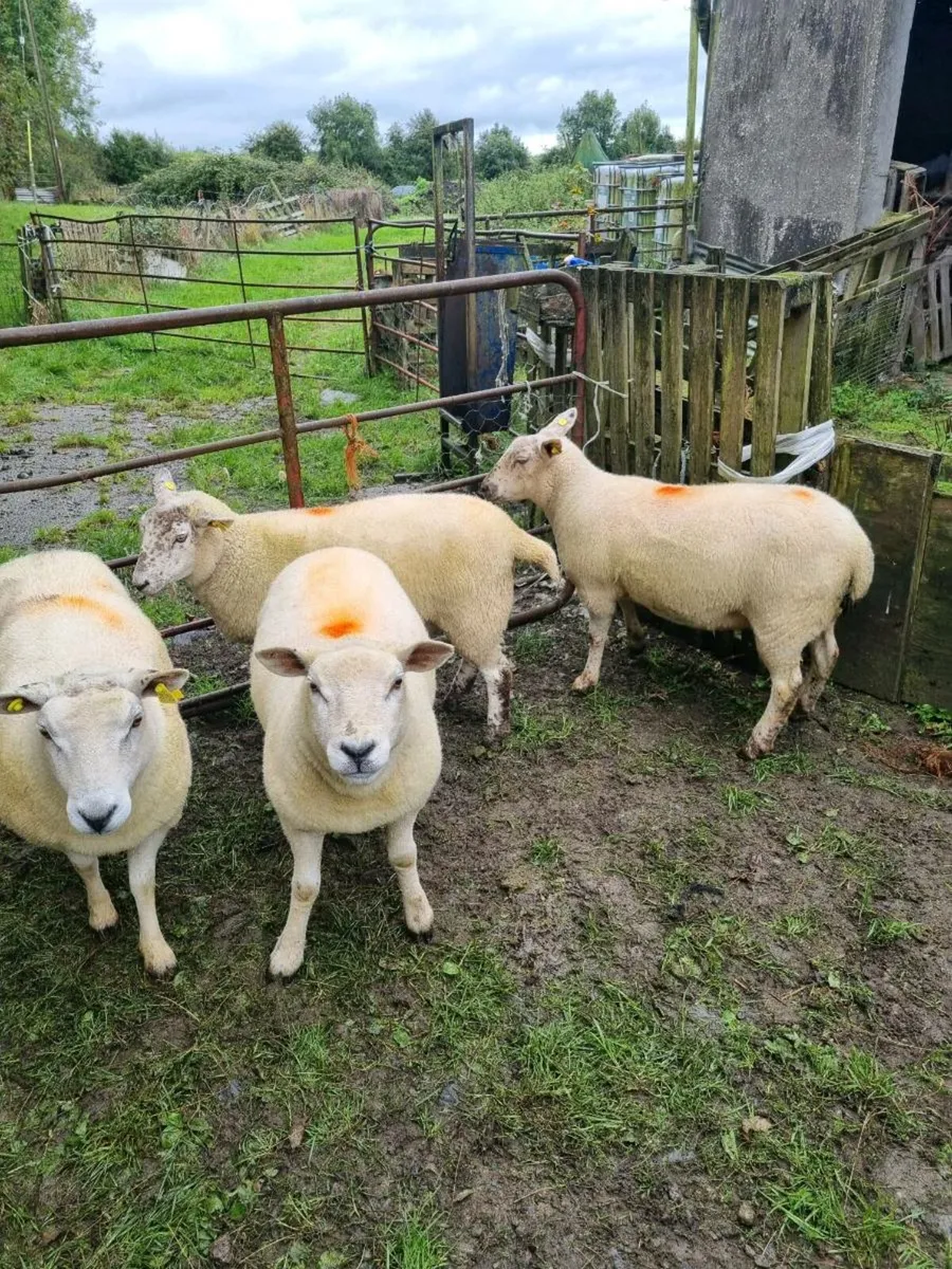 Mix of hoggets - Image 3