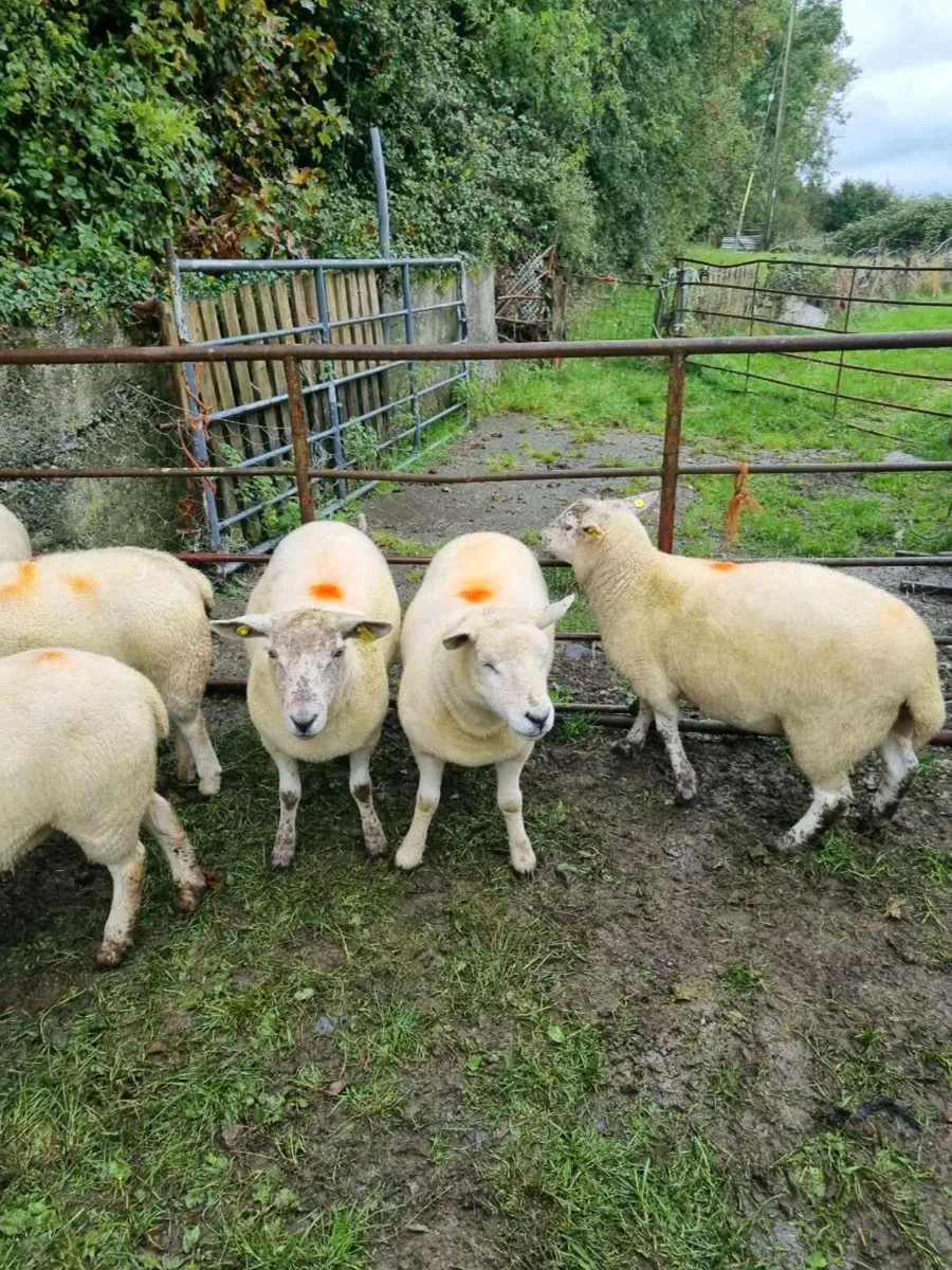 Mix of hoggets - Image 4