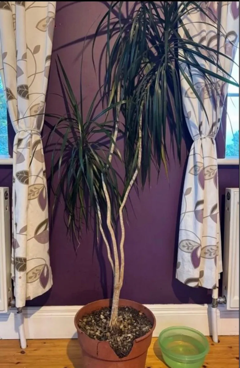 Plants - Image 1