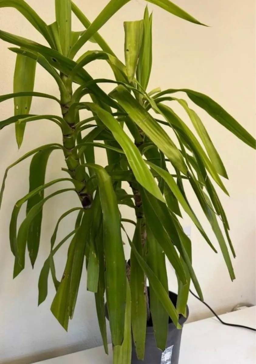 Plants - Image 2