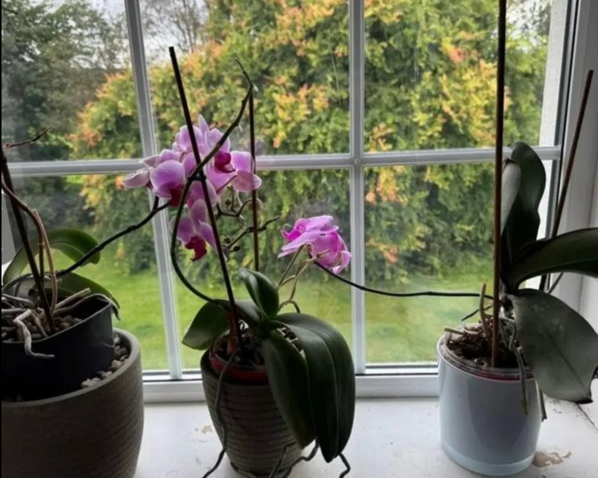 Plants - Image 3