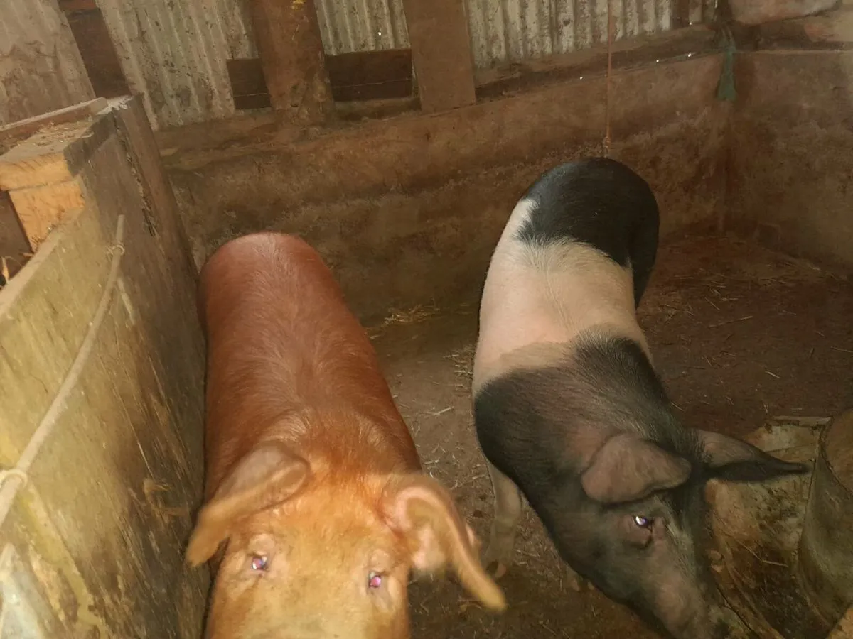 2 BACON PIGS FEMALE OR WOULD MAKE NICE SOW SLIPS - Image 1