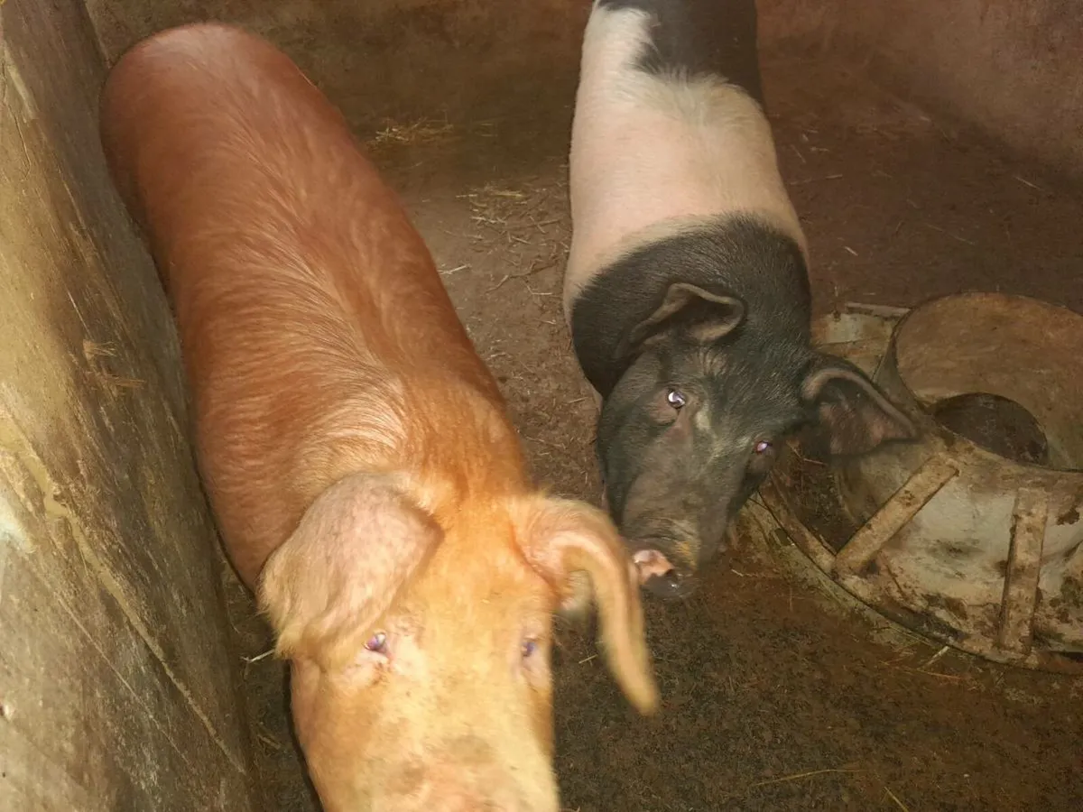 2 BACON PIGS FEMALE OR WOULD MAKE NICE SOW SLIPS - Image 2