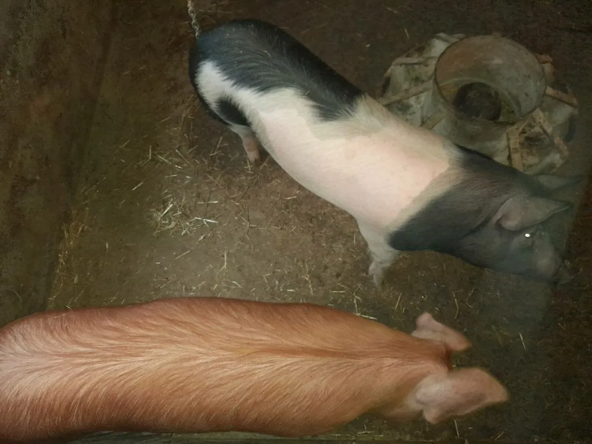 2 BACON PIGS FEMALE OR WOULD MAKE NICE SOW SLIPS - Image 3