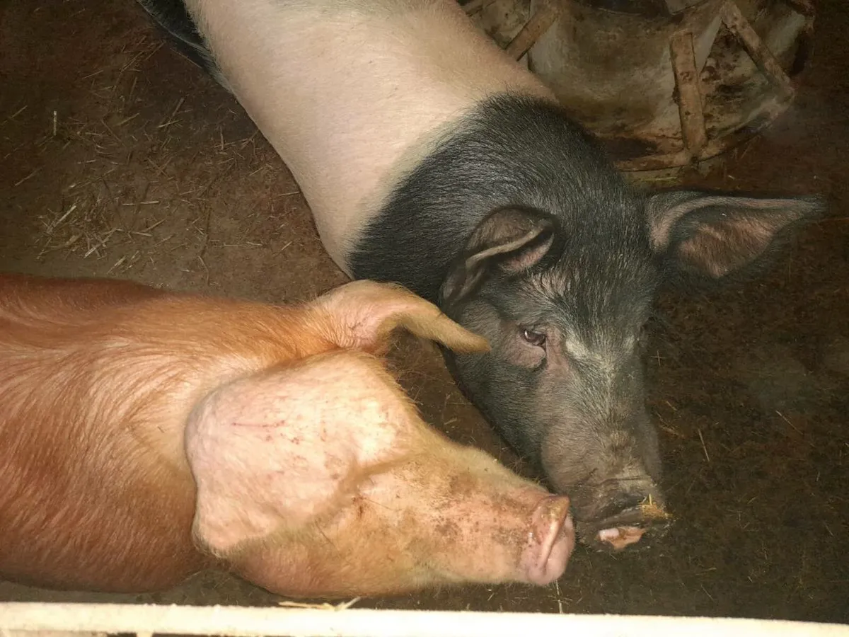 2 BACON PIGS FEMALE OR WOULD MAKE NICE SOW SLIPS - Image 4