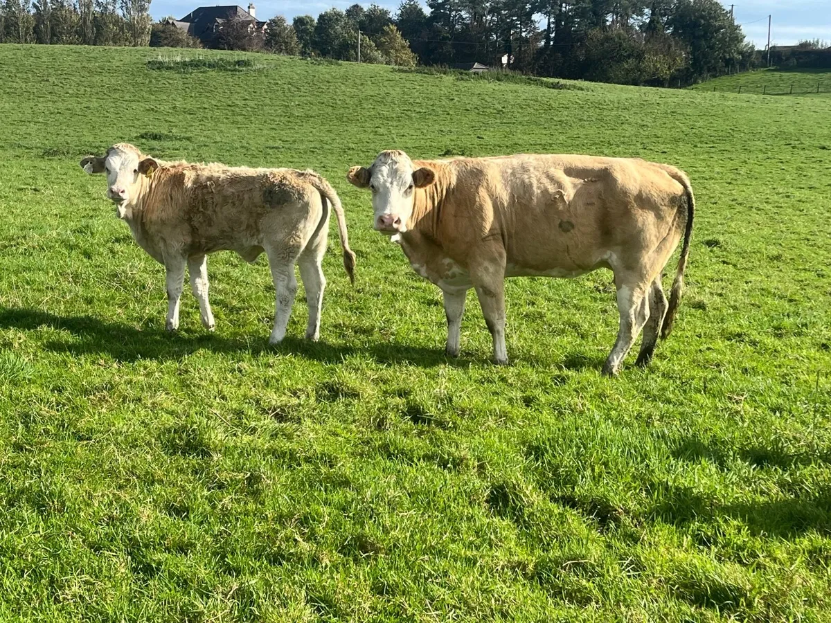 Super Simmental cow with heifer runner at foot - Image 1