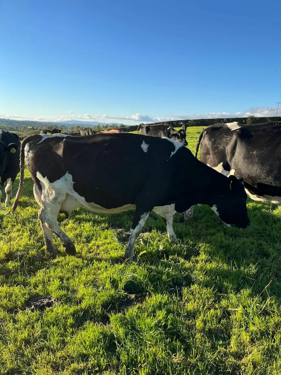 livestock for sale - Image 1