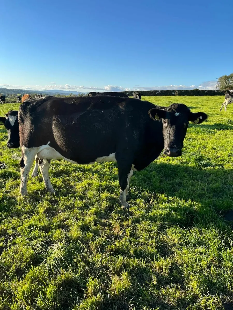 livestock for sale - Image 2
