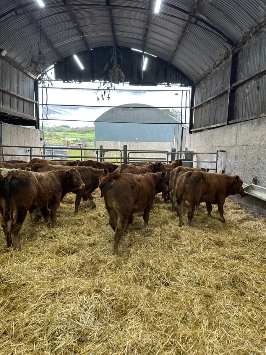 Lim bulls and bullocks - Image 2