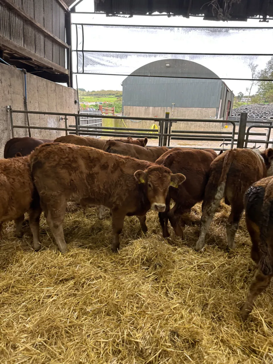 Lim bulls and bullocks - Image 4