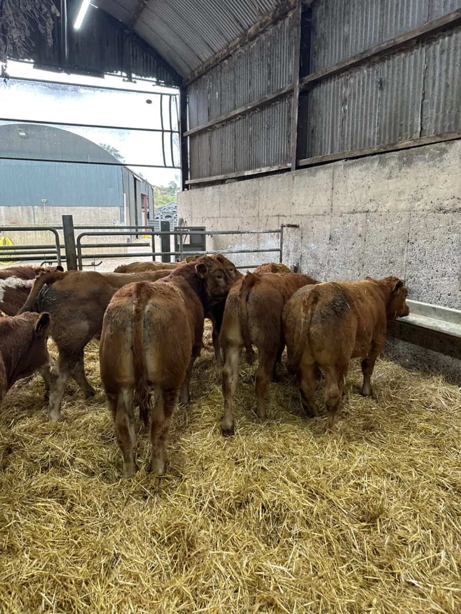 Lim bulls and bullocks - Image 1