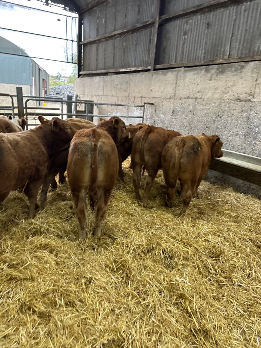 Lim bulls and bullocks - Image 3