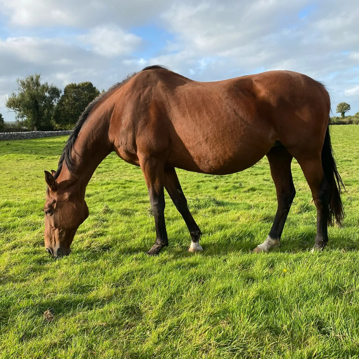Gwennic De Goariva In foal mare - Image 2