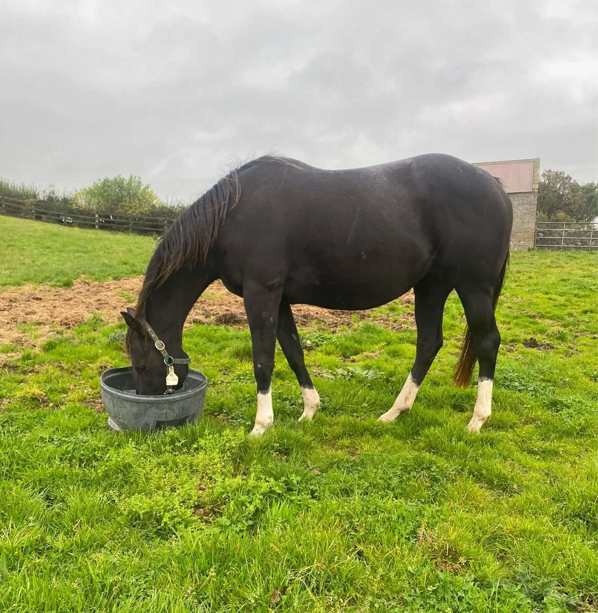 Gwennic De Goariva In foal mare - Image 1