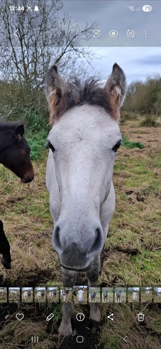 Connemara colt foal - Image 2