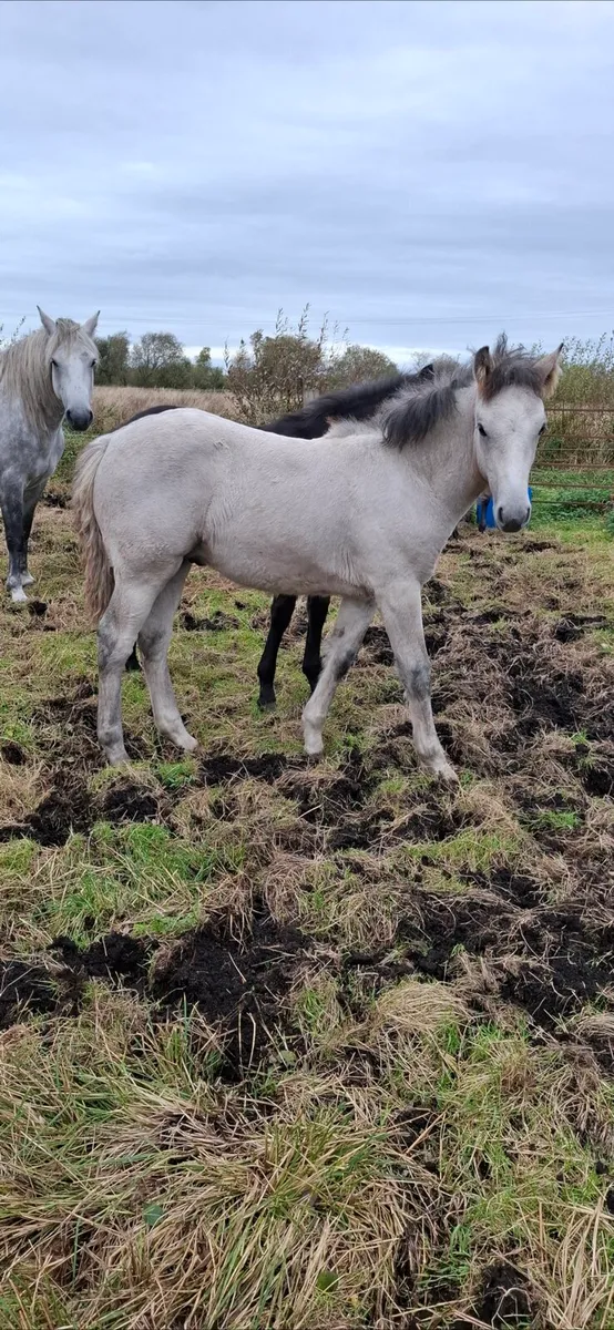 Connemara colt foal - Image 3
