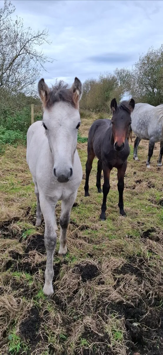 Connemara colt foal - Image 4