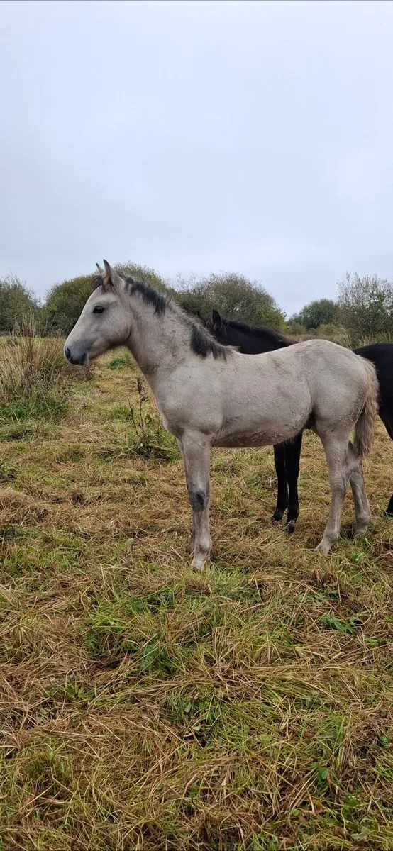 Connemara colt foal - Image 1