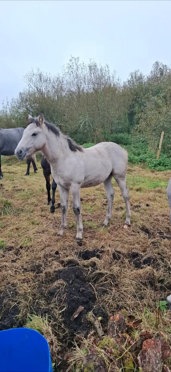 Connemara colt foal - Image 2