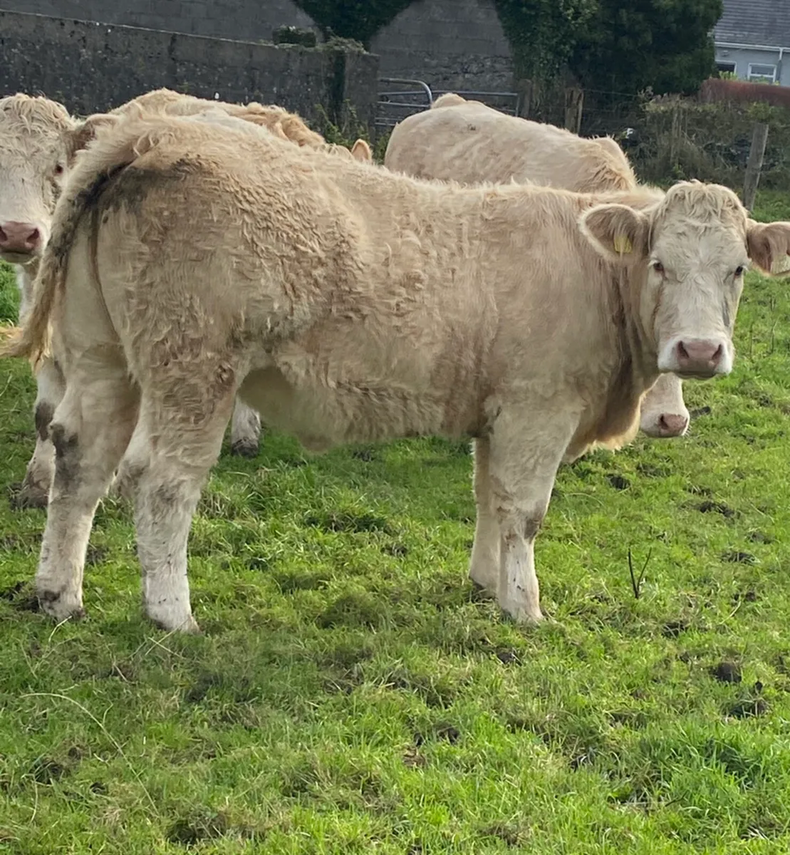 PB Charolais heifer - Image 1