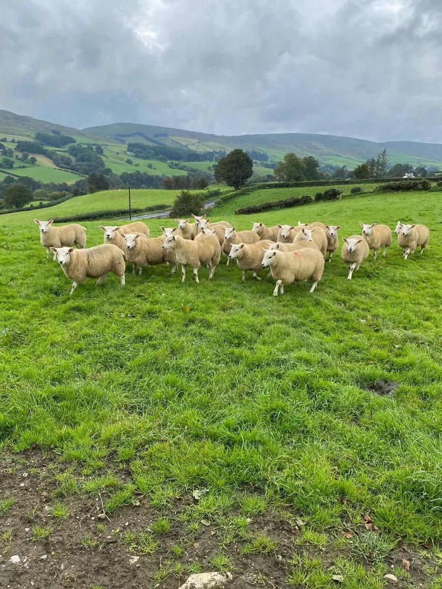 Cheviot/texel x ewe lambs