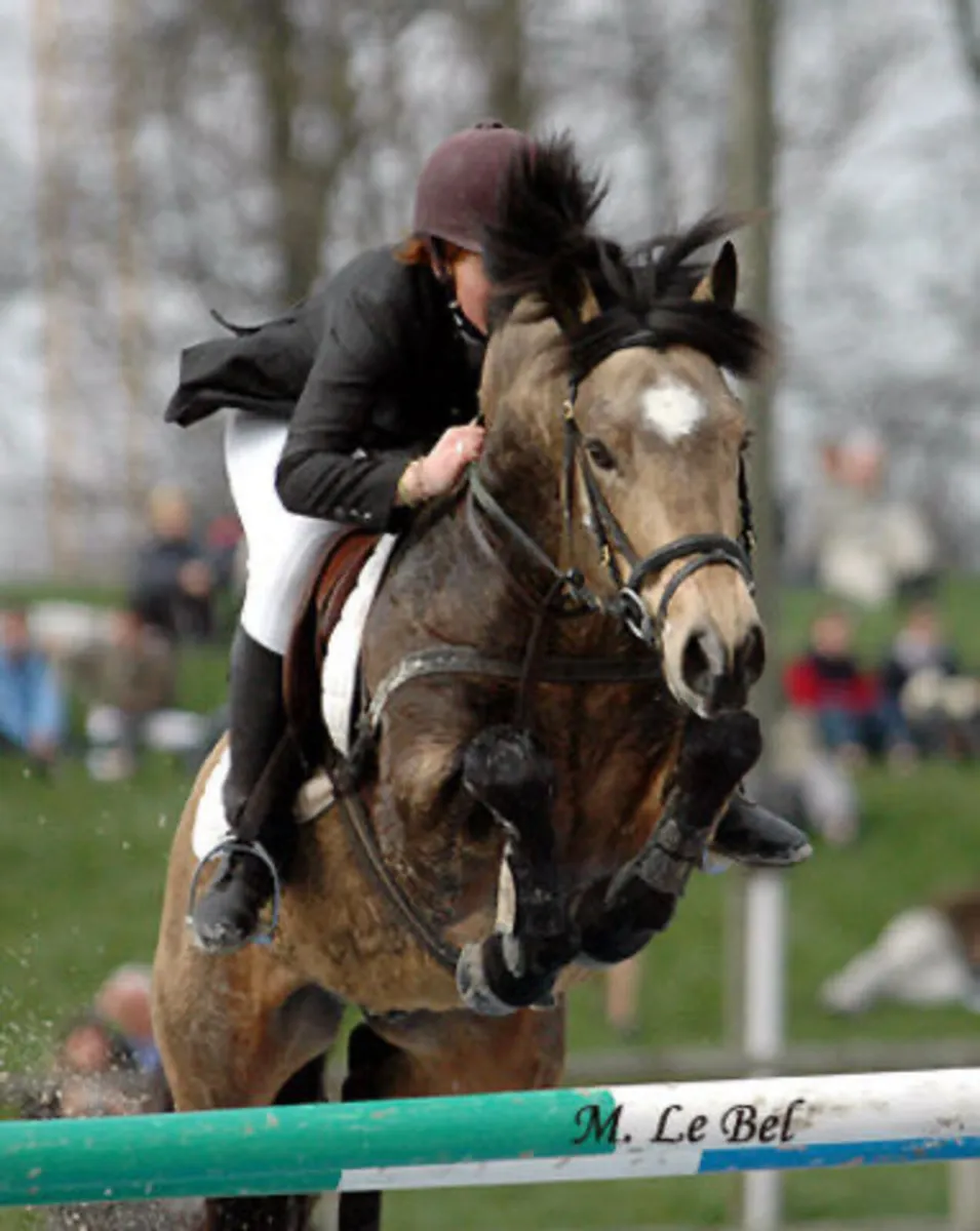 Gwennic De Goariva In foal mare - Image 3