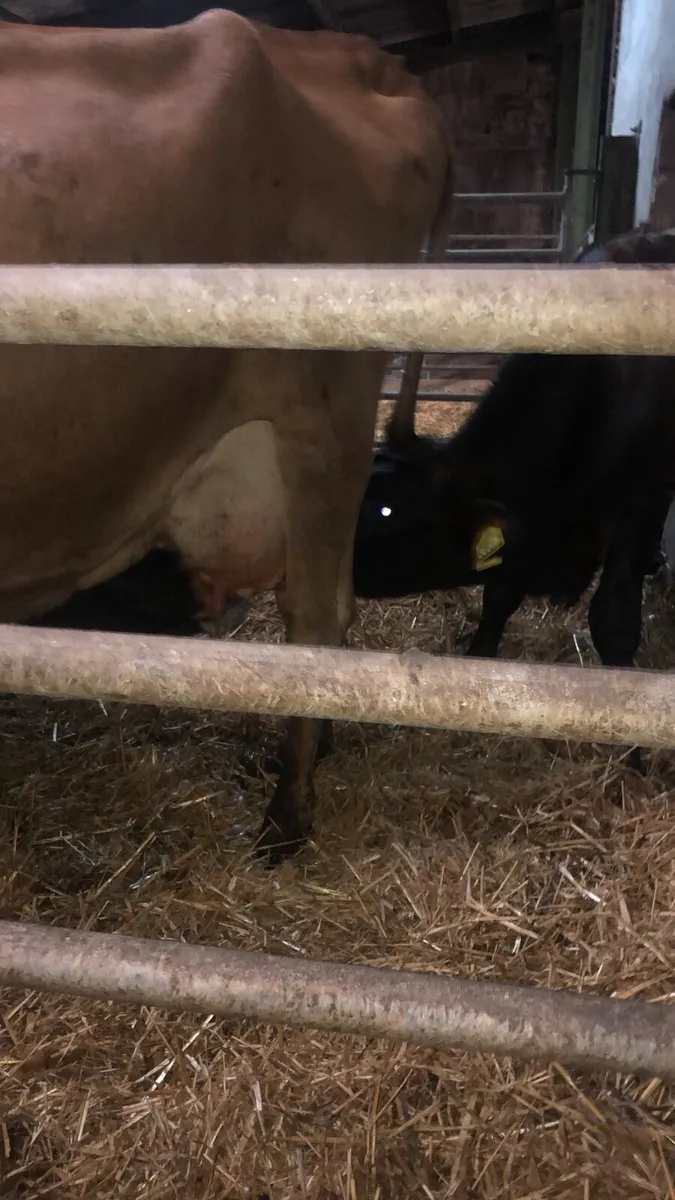 Jersey cows for calf rearing